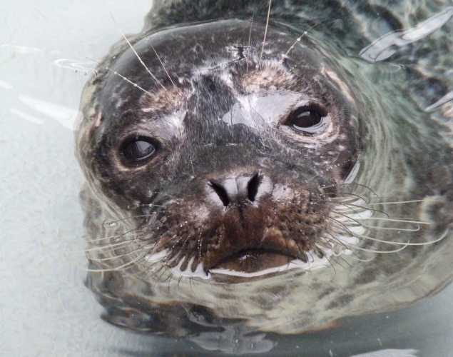 harbor seal Obsidian