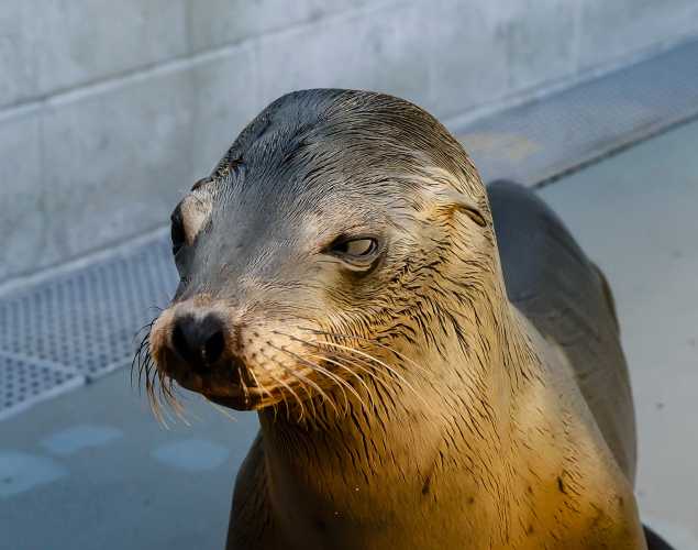 California sea lion Outcrop