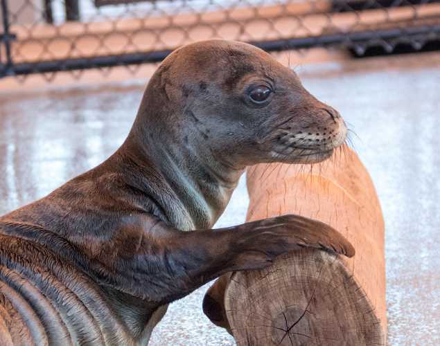 Hawaiian monk seal Kilo