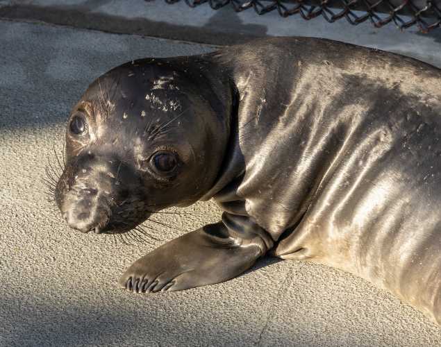 northern elephant seal Hale