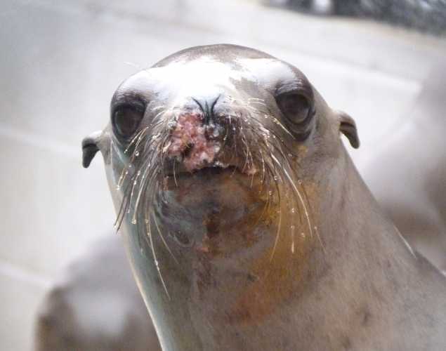 California sea lion Beaker