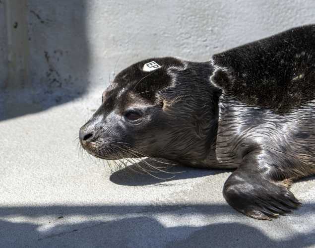 harbor seal pup greta