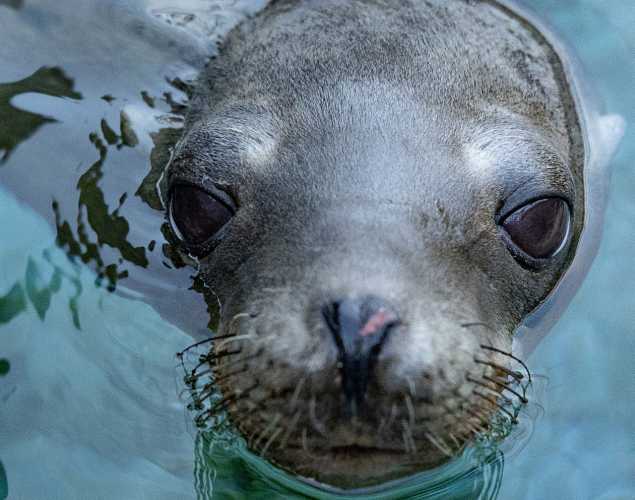 california sea lion spartacus