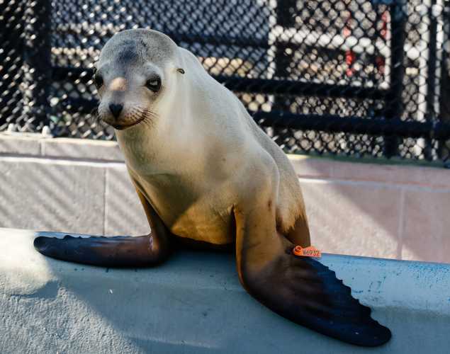 California sea lion Merea