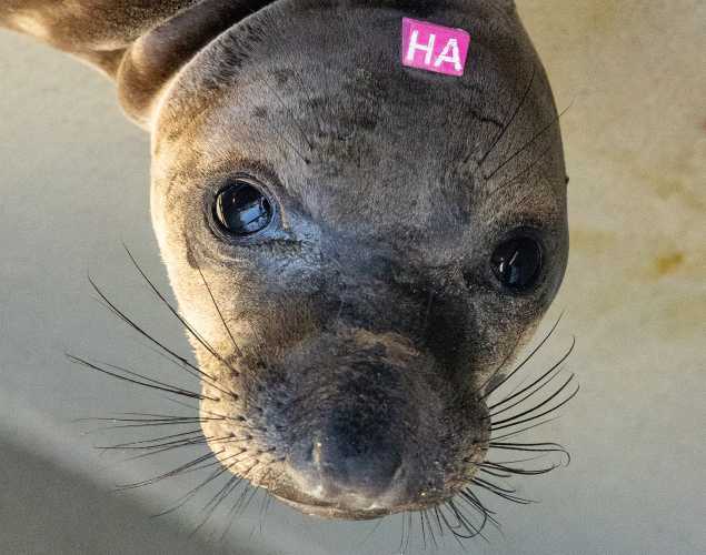 northern elephant seal Hoagie