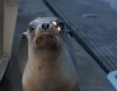 California sea lion, Crabby