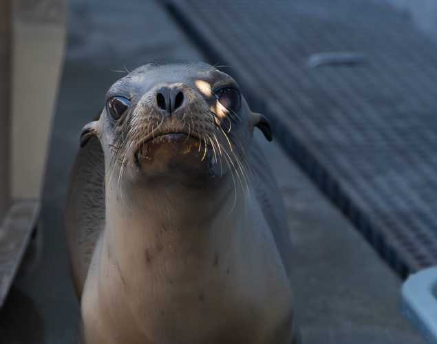 California sea lion, Crabby