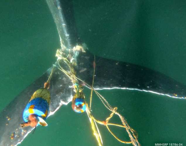 humpback whale tail entangled in fishing gear