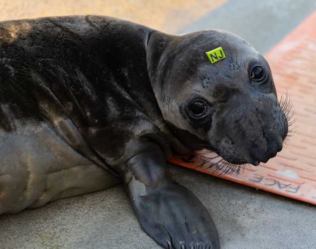 northern elephant seal Forklift