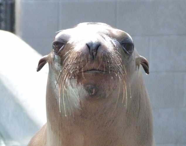 California sea lion Schultz