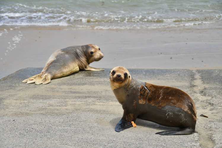 Elephant seal and sea lion on the beach