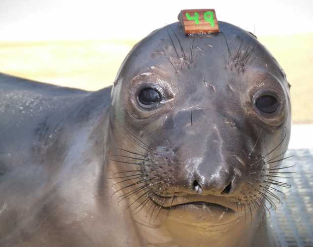 northern elephant seal Belephant