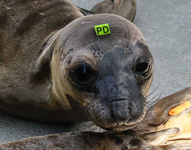 northern elephant seal Sphere