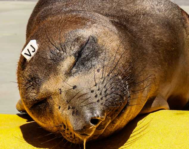 northern elephant seal Fajita
