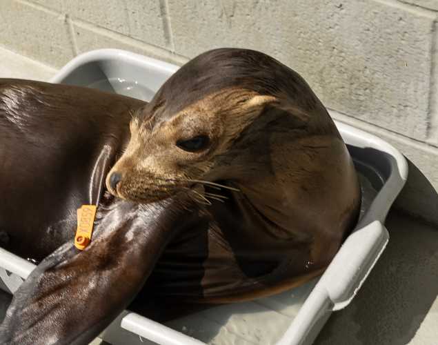 California sea lion Davis