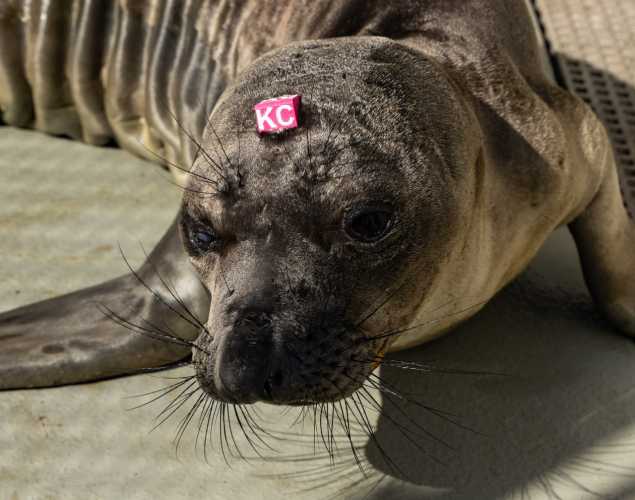 Northern elephant seal pup