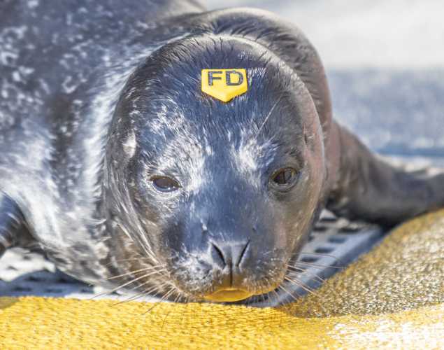 harbor seal Gemstone