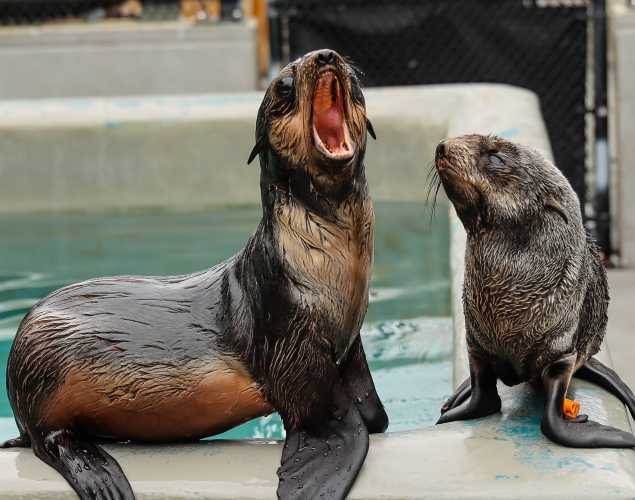 northern fur seals Tibby and Jamroll