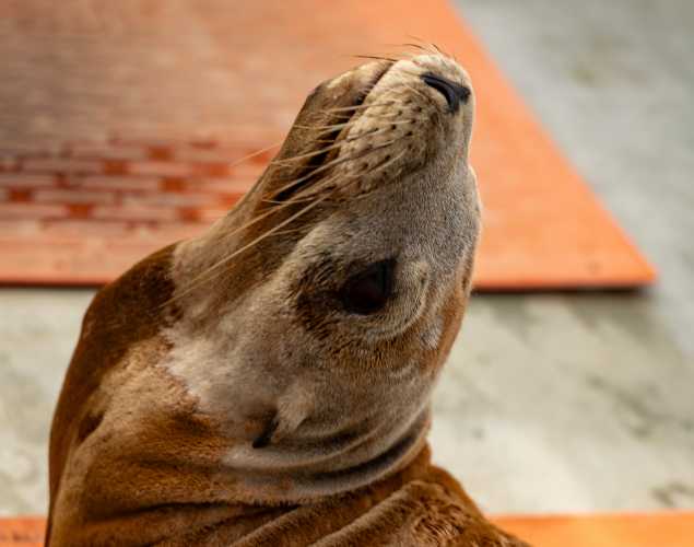 California sea lion Bloo