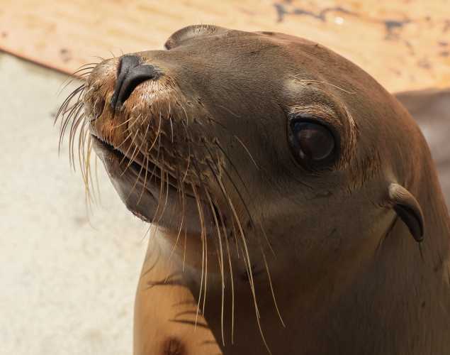 California sea lion Swamp