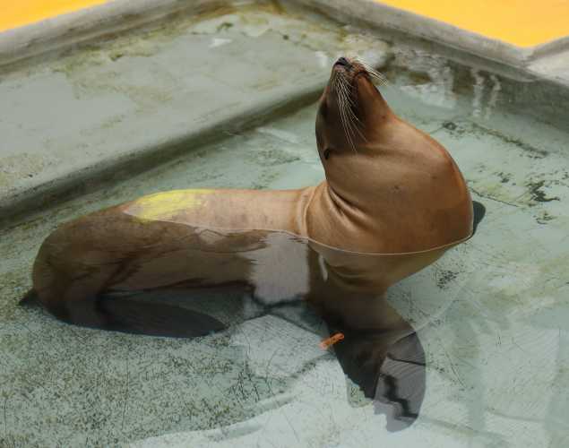 California sea lion Torple in a pool with her head in the air