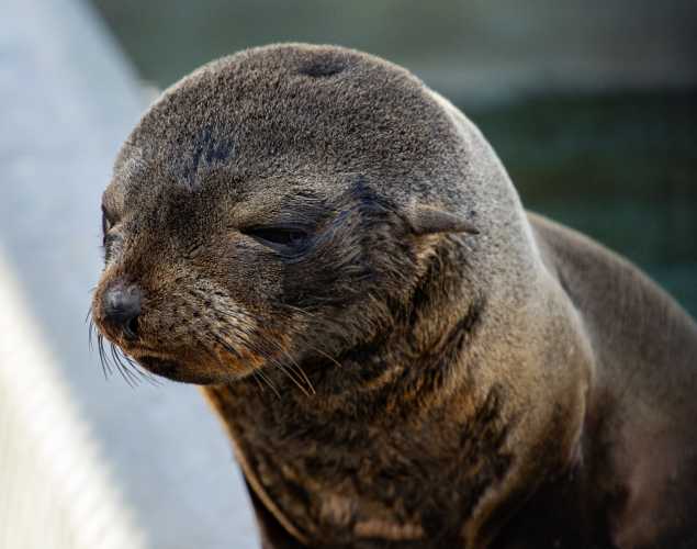 Guadalupe fur seal, Gruel