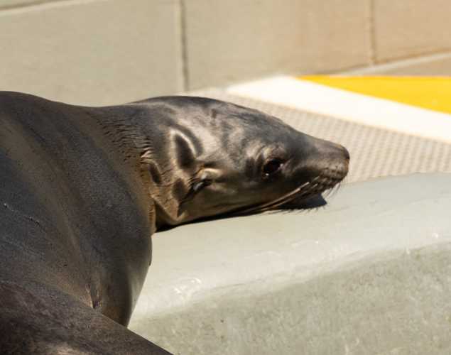California sea lion Lakes