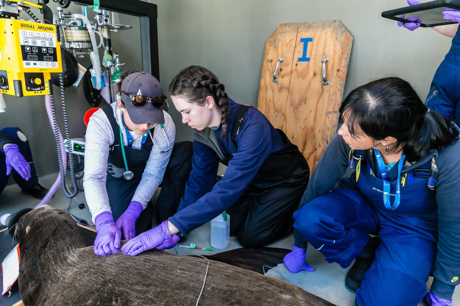 veterinary experts examining a California sea lion
