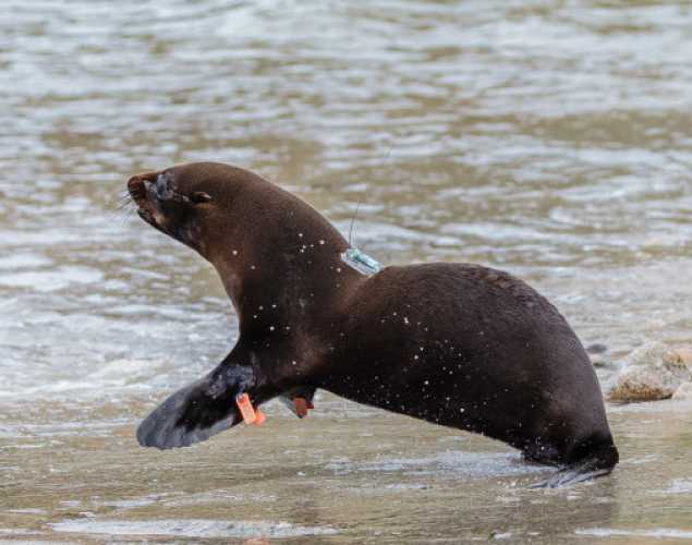 Guadalupe fur seal release