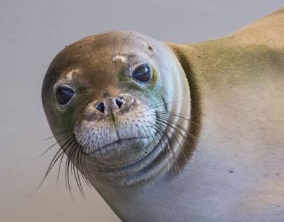 Hawaiian monk seal RH38