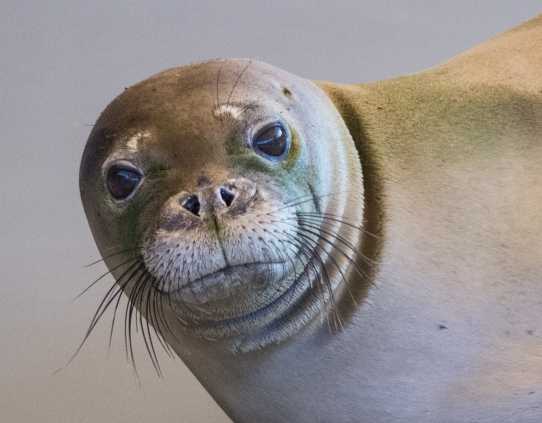 Hawaiian monk seal RH38