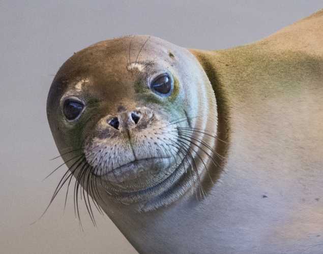 Hawaiian monk seal RH38