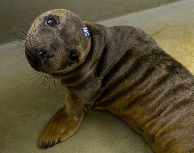 northern elephant seal pup smokies