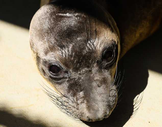 northern elephant seal Shrimp