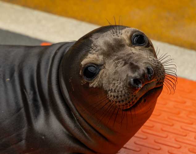 northern elephant seal Perrito