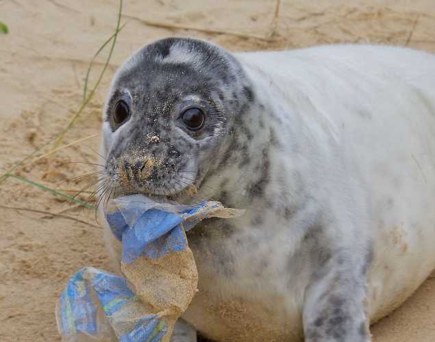 gray seal with plastic trash