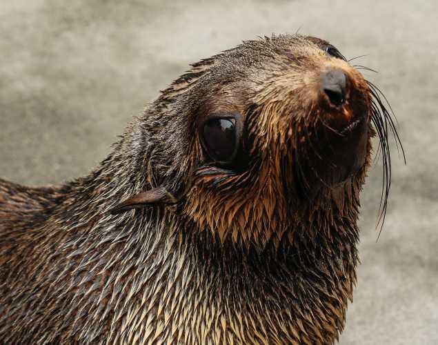 northern fur seal Valencia