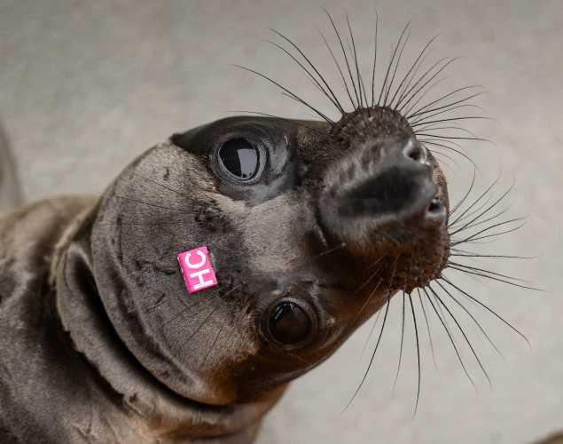 northern elephant seal Arlo