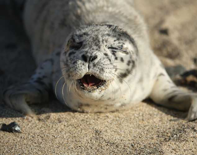 harbor seal pup on a sandy beach