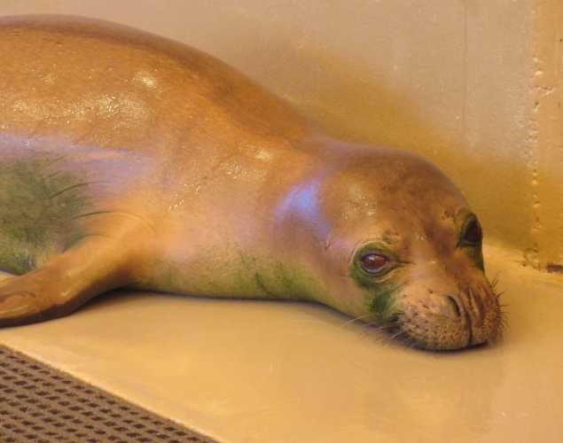 Hawaiian monk seal PP32