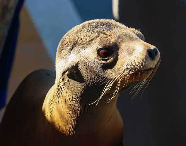 California sea lion Smolly