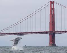 A threatened humpback whale breaches out of the water in front of the Golden Gate Bridge. 