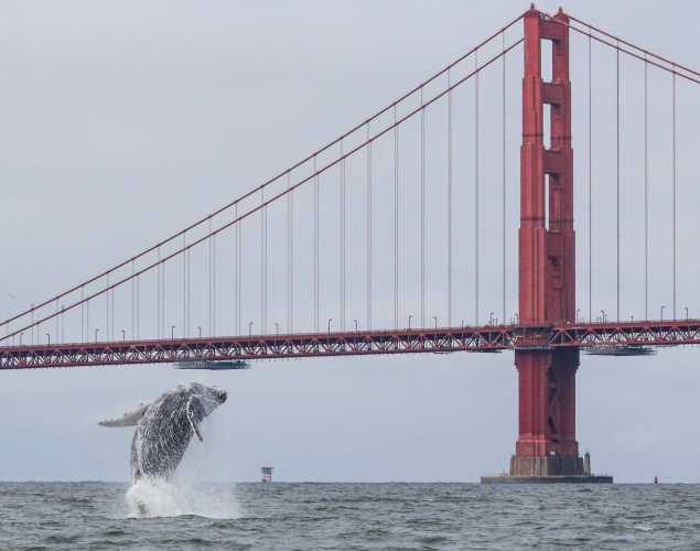 A threatened humpback whale breaches out of the water in front of the Golden Gate Bridge. 