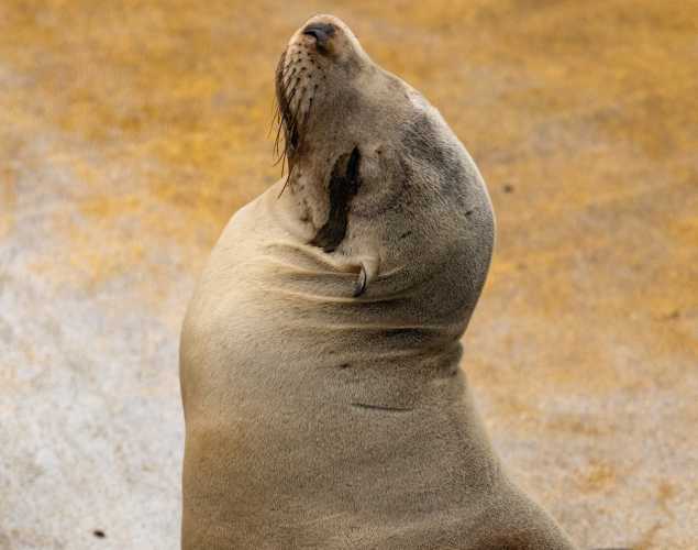 california sea lion abalone