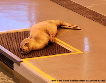 hawaiian monk seal r8ha
