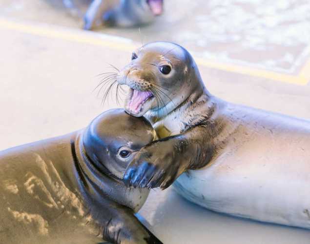 two monk seals playing together