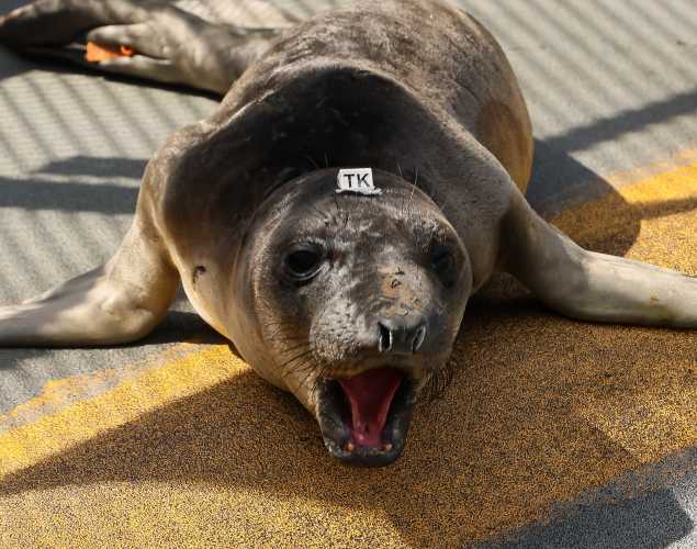 northern elephant seal Talos