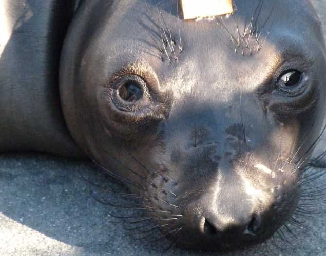 northern elephant seal Dayzend