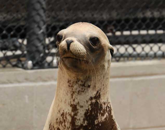 California sea lion Alligator