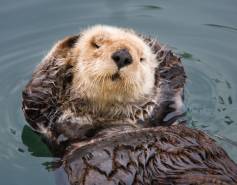 sea otter grooming